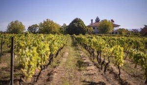 A águia brasileira que pousou no Dão