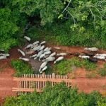 Funai solicita apoio da PF para investigar emboscada no Pará