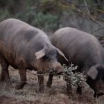 Espanha investiga 5 laboratórios por possível fuga do vírus da peste suína