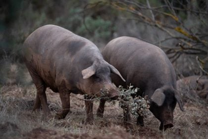 Espanha investiga 5 laboratórios por possível fuga do vírus da peste suína