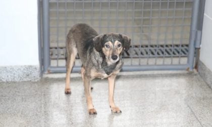 STM mantém condenação de capitão do Exército por maus-tratos a cão de rua