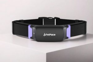 Calor para cachorro: como cuidar de seu pet no verão