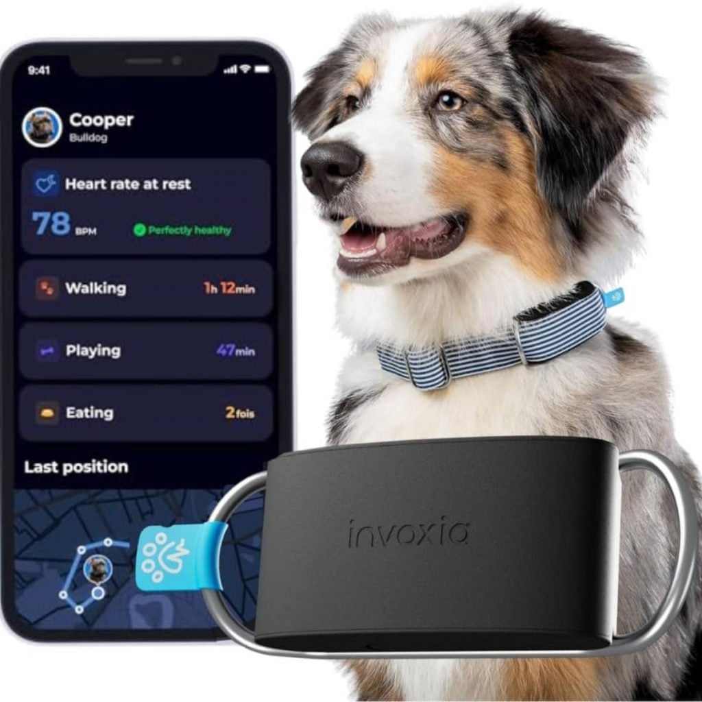 Tecnologia vestível chega aos pets e amplia cuidados do dia a dia