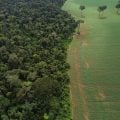 Esvaziamento da Moratória da Soja põe em risco reputação do país, dizem ambientalistas
