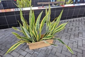 Da lavanda ao girassol: veja qual planta cada signo deve ter em casa