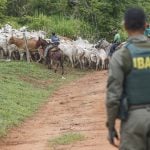 O bolsonarismo ainda assombra as terras indígenas