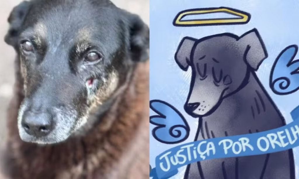 Câmara acelera projeto que torna crime hediondo maus-tratos a animais com resultado morte