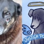 Governo Lula anuncia decreto que endurece multas por maus-tratos a animais