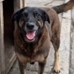 Polícia de SC indicia familiares de adolescentes suspeitos pela morte do cão Orelha