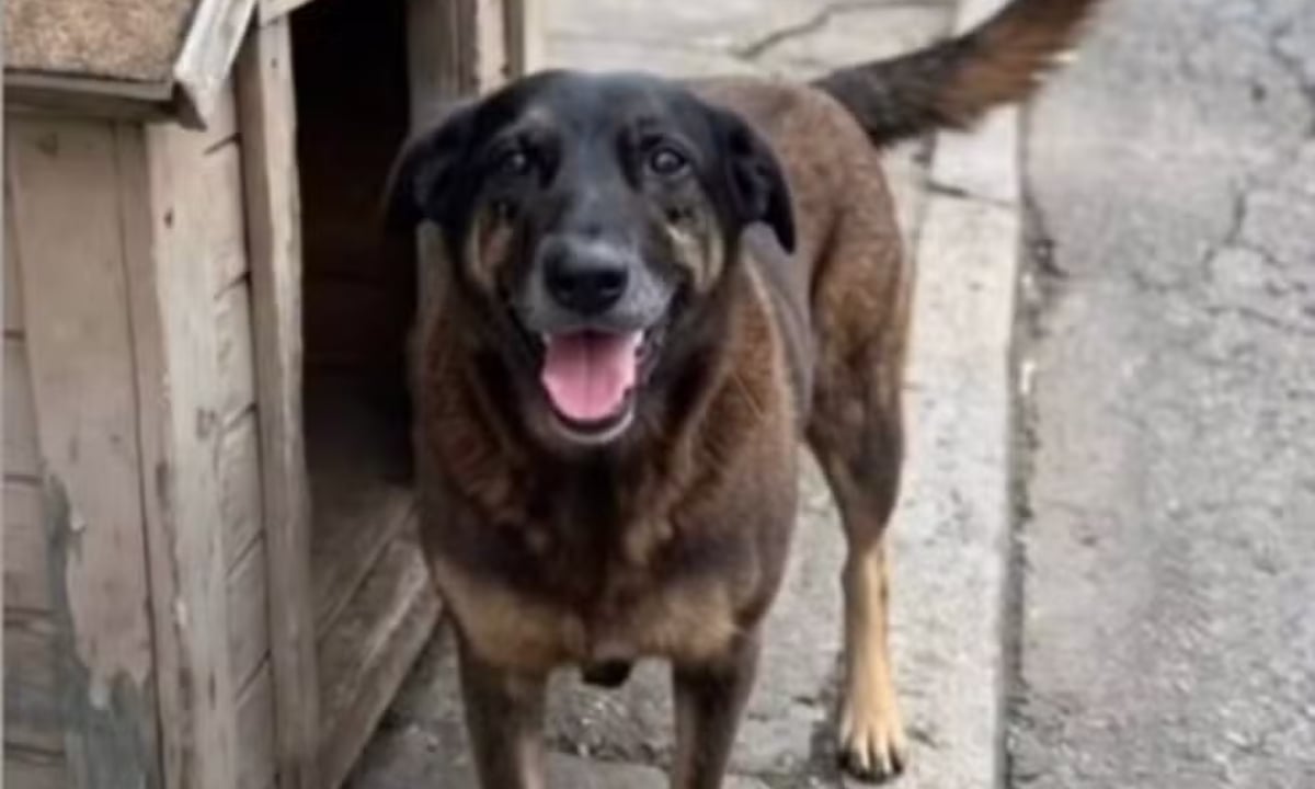 O que se sabe sobre o caso do cão Orelha, que morreu após ser agredido em  SC – CartaCapital