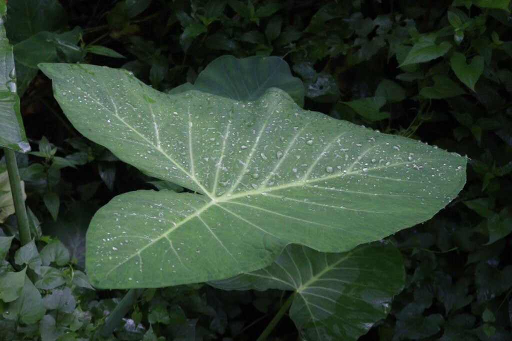 Taioba: benefícios da planta nutritiva que pode transformar sua alimentação