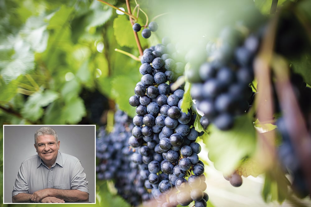 Mal-me-quer, bem-me-quer