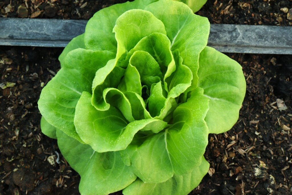 Alface: 7 tipos, benefícios e como incluir na alimentação