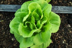 Alface: 7 tipos, benefícios e como incluir na alimentação