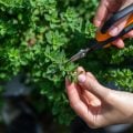 Orégano: benefícios da erva aromática e dicas para cultivar em casa