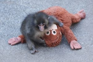 Macaco Punch se adapta e atrai multidões no Japão
