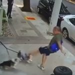 Justiça condena homem que chutou cães da irmã de Zanin