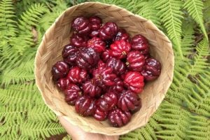 Pitanga: como cultivar em pequenos espaços e aproveitar seus benefícios para a saúde