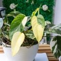 Plantas da sorte: 5 opções para colocar no trabalho e atrair prosperidade