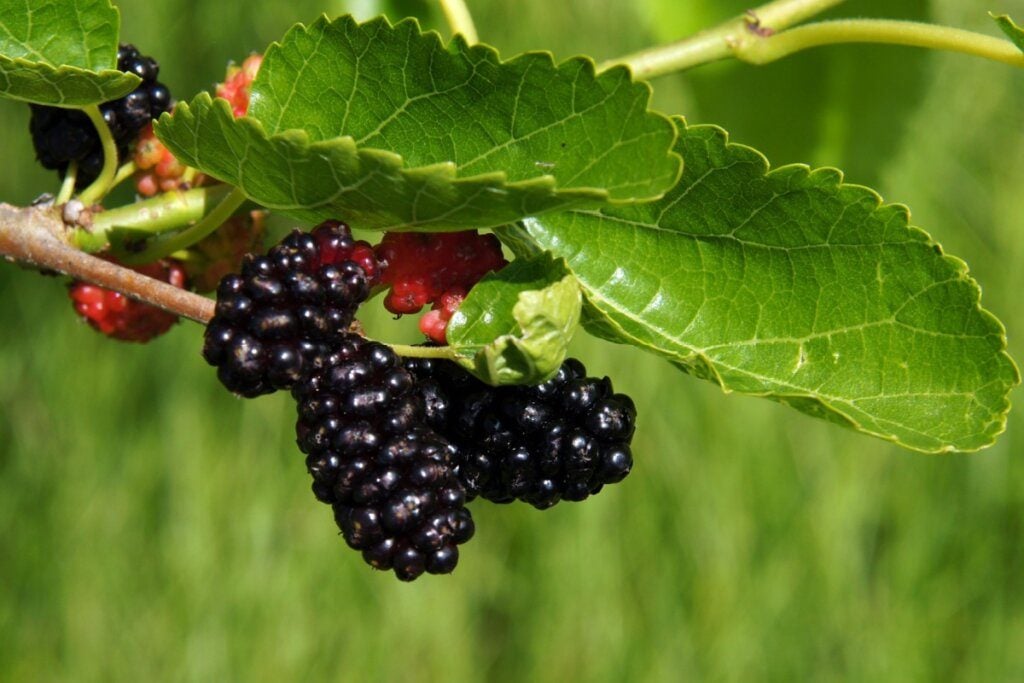 Menopausa: 6 plantas que contribuem para o bem-estar feminino