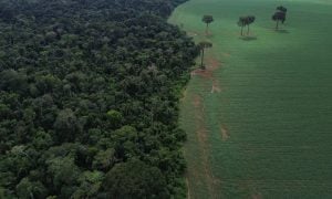 Brasil reduz em 42% perdas florestais em 2025, aponta estudo