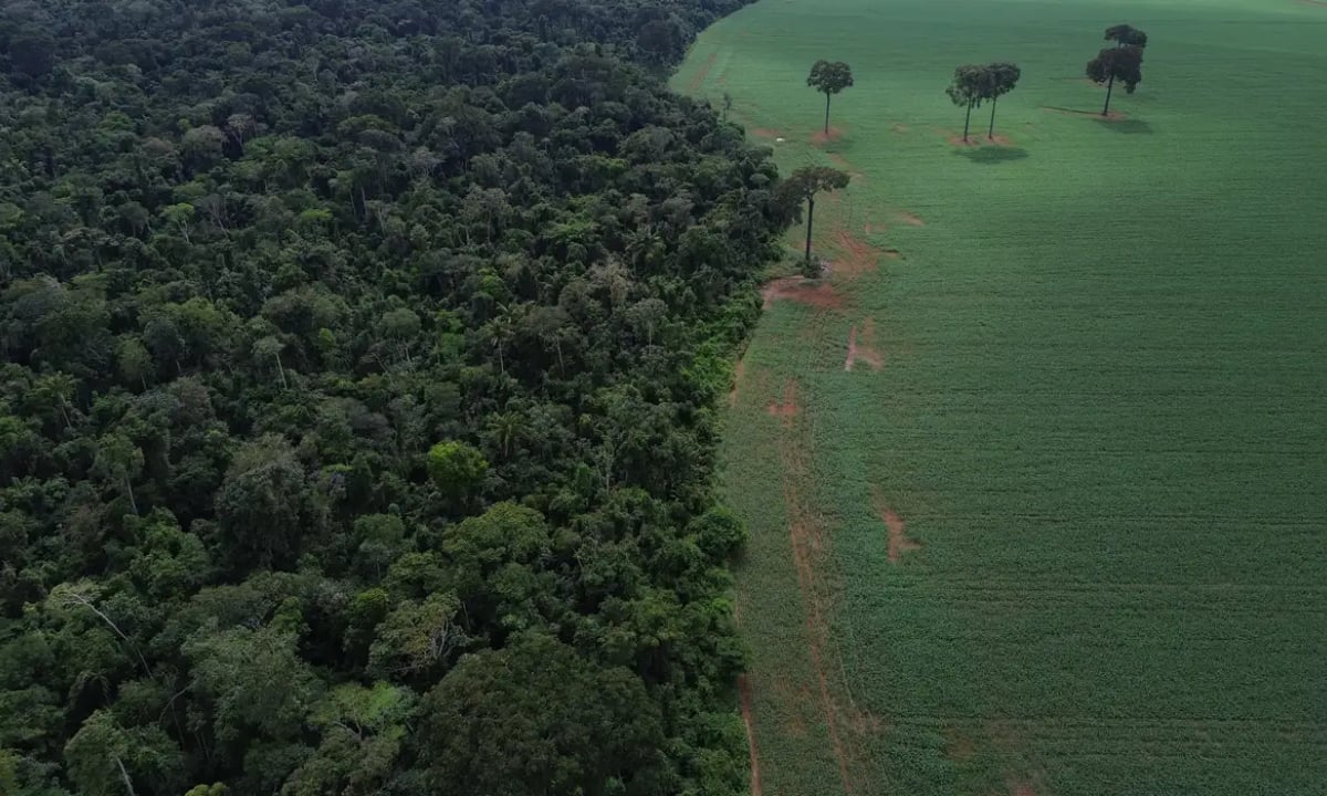 BNDES impulsiona R$ 6 bi para crédito de carbono e reflorestamento
