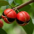 Guaraná: 6 benefícios para a saúde e como usar a planta corretamente