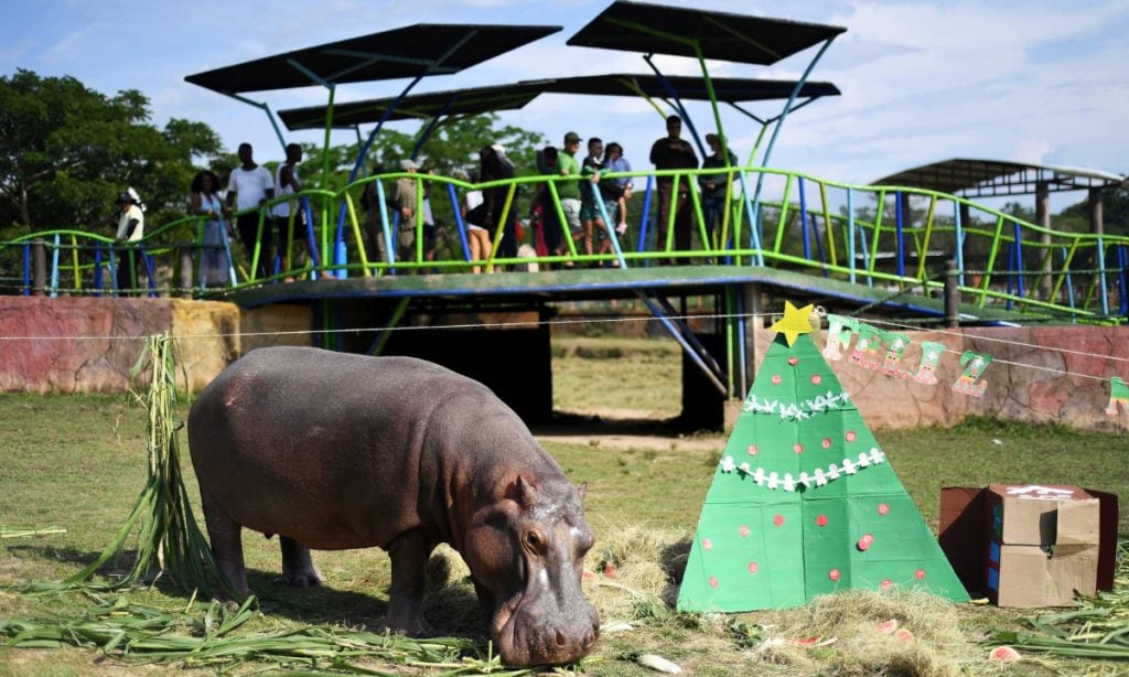 Países rejeitam hipopótamos de Pablo Escobar devido a mutação genética