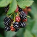 Rica em antioxidantes: conheça os benefícios da amora para a saúde
