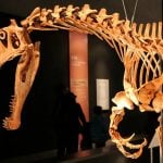 A disputa pelo retorno do dinossauro Irritator ao Brasil