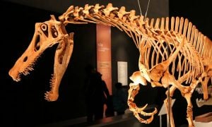 A disputa pelo retorno do dinossauro Irritator ao Brasil