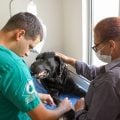Congresso aprova criminalização do exercício ilegal da medicina veterinária