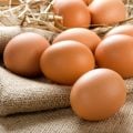 Ovo na alimentação dos idosos: veja os principais benefícios para a saúde