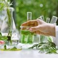 Plantas medicinais e fitoterápicos: veja os benefícios para a saúde
