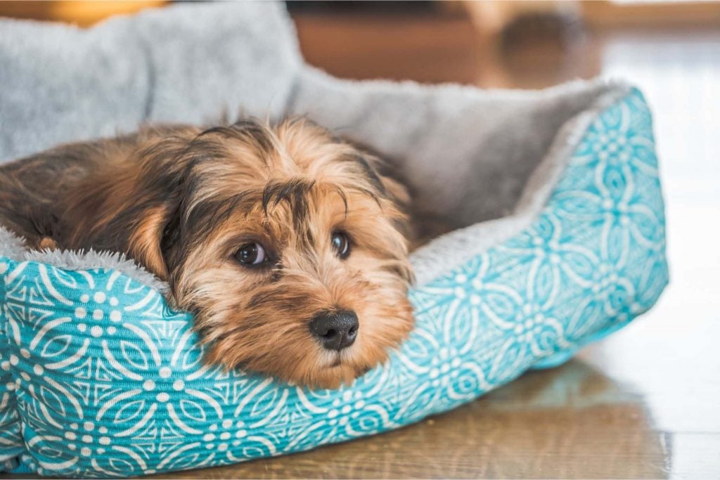 Blueair PetAir Pro: a cama para pets que também purifica o ar da sua casa