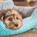 Blueair PetAir Pro: a cama para pets que também purifica o ar da sua casa