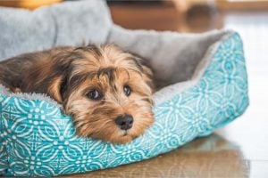 Blueair PetAir Pro: a cama para pets que também purifica o ar da sua casa