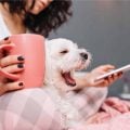 Google Nest agora reconhece seus pets em casa