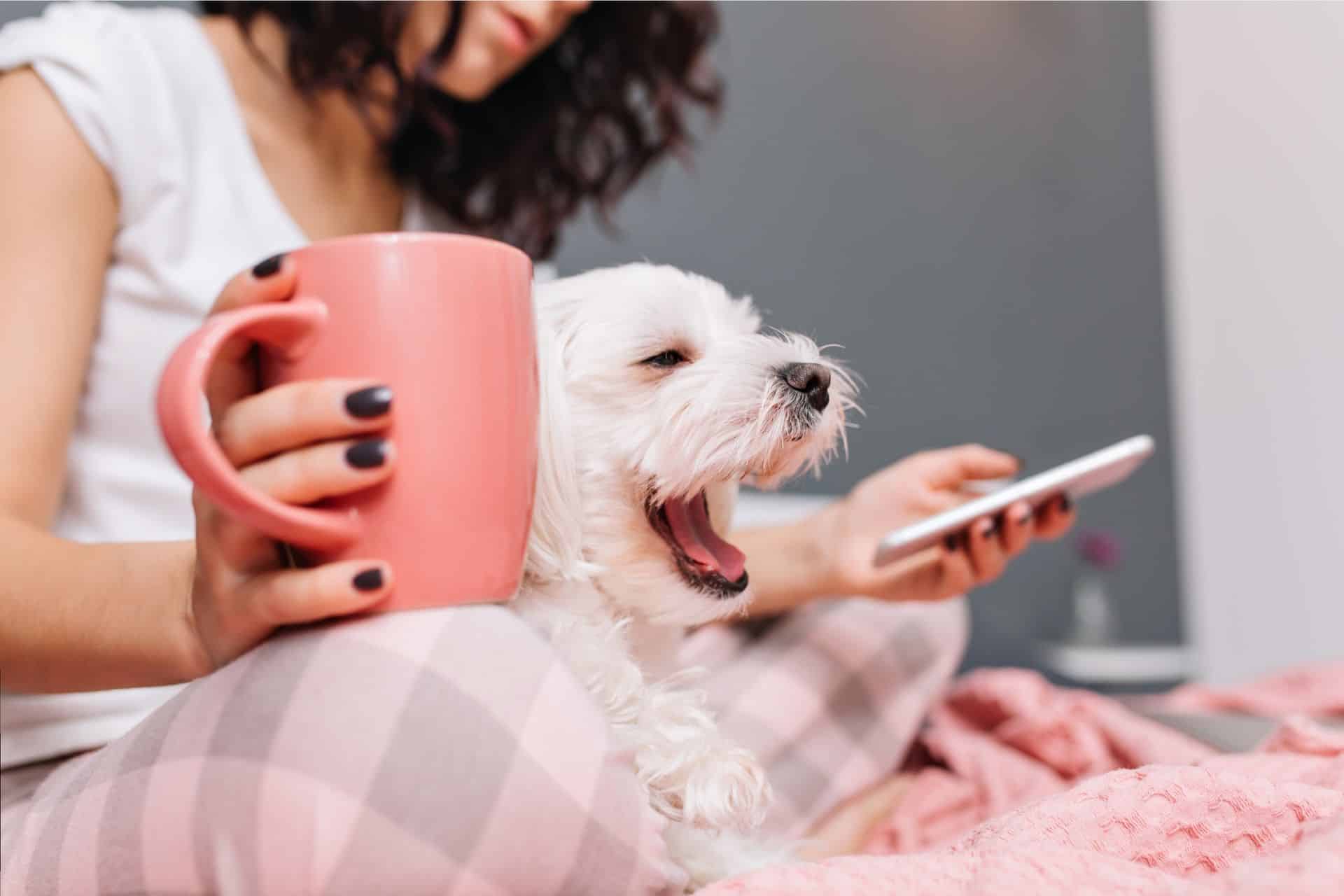 Google Nest agora reconhece seus pets em casa