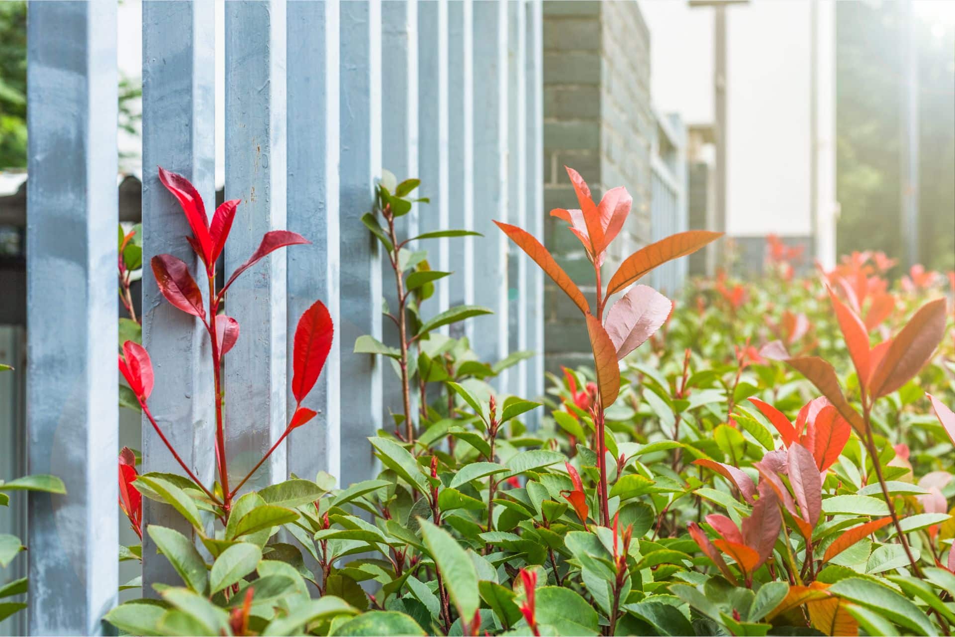 Quais são os melhores itens para manter o jardim sempre bem cuidado?