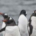 Material inspirado em pinguins promete revolucionar gerenciamento térmico e eletromagnético