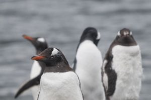 Material inspirado em pinguins promete revolucionar gerenciamento térmico e eletromagnético