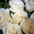 Rosas para o Dia dos Namorados: descubra qual cor combina com a sua história de amor