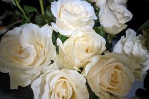 Rosas para o Dia dos Namorados: descubra qual cor combina com a sua história de amor