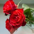 5 simpatias de Santo Antônio para atrair e fortalecer o amor