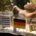 A Copa de 2026 teve o seu polvo Paul
