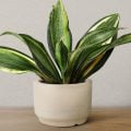Vaso inteligente que cresce com a planta promete simplificar o cultivo doméstico