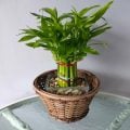 Bambu-da-sorte: saiba como utilizar a planta para atrair boas energias