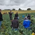 MPT resgata indígenas em condições análogas à escravidão em fazenda no RS