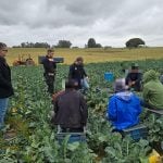 MPT resgata indígenas em condições análogas à escravidão em fazenda no RS